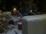 Snow piles on wall and plants