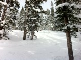 Snowy trees in the Outback at Keystone