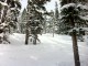 Snowy trees in the Outback at Keystone Snowy trees in the Outback at Keystone