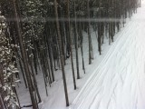 Fresh powder and dusted trees at Breckenridge